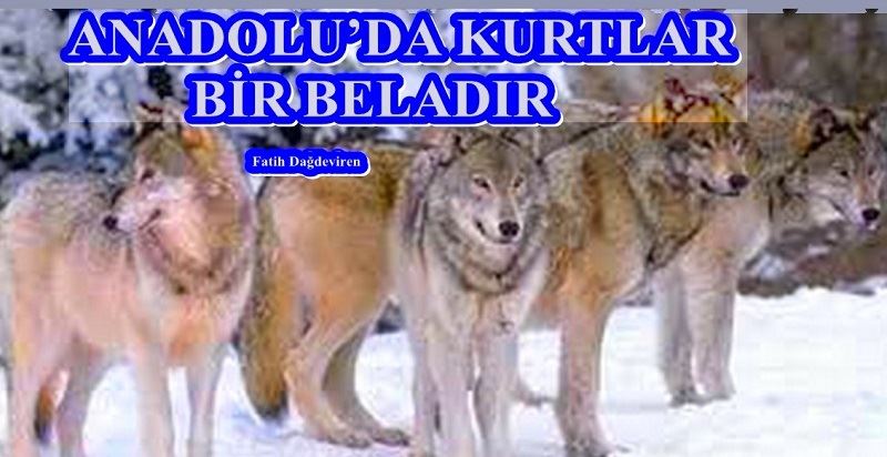 ANADOLU’DA KURTLAR BİR BELADIR 