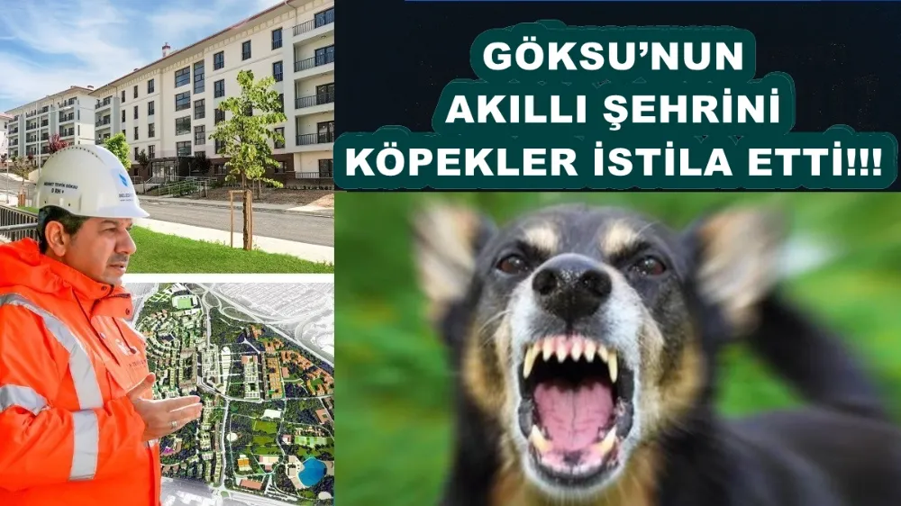GÖKSU’NUN AKILLI ŞEHRİNİ KÖPEKLER İSTİLA ETTİ!!!