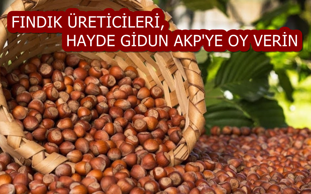 Fındık üreticileri, Hayde gidun  Akp