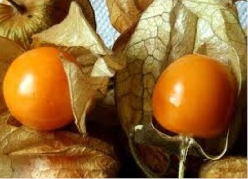 ALTIN ÇİLEK MUCİZE Mİ?