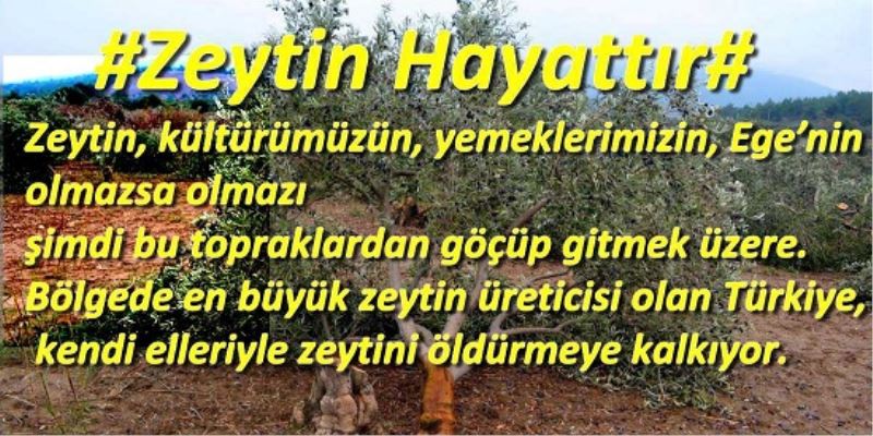 Zeytin Hayattır