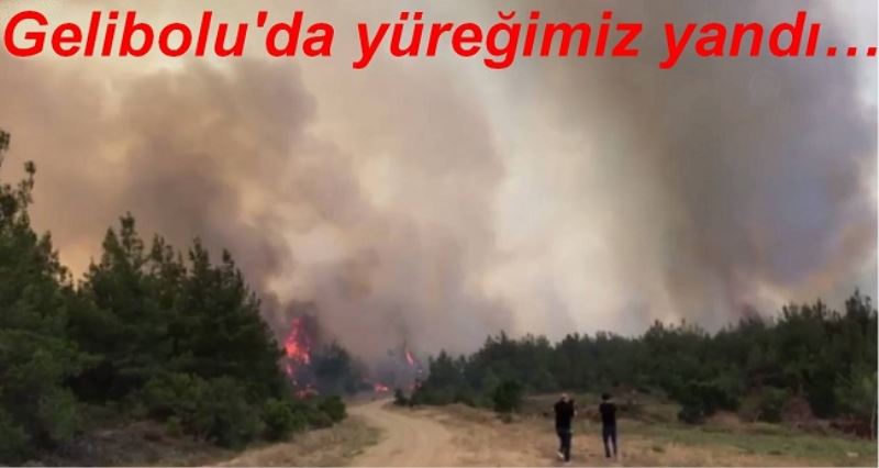 Gelibolu