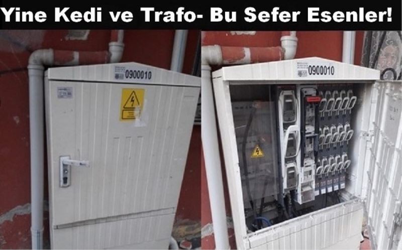 Yine Kedi ve Trafo-Bu Sefer Esenler!